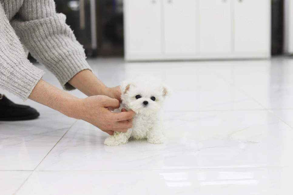 비숑프리제 공주님(샤이)(책임분양)